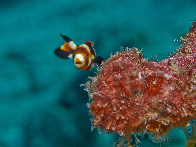 Harlequin Sweetlips, Rubiah Sea Garden
